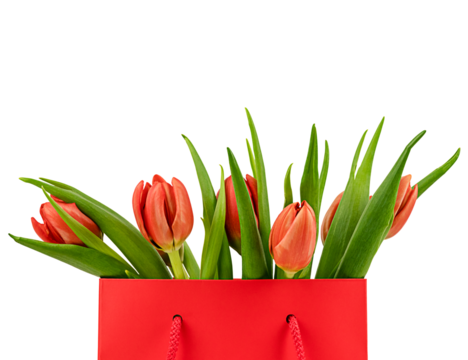 Spring tulips in gift bag isolated on a transparent background