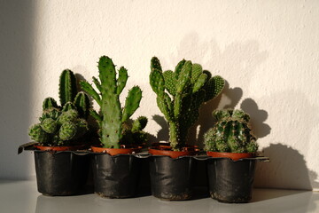 cactus in a pot - 576097867