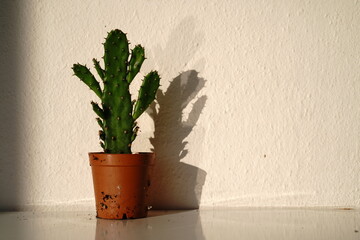cactus in a pot - 576098627