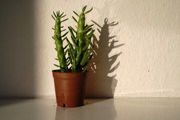 cactus in a pot - 576099017