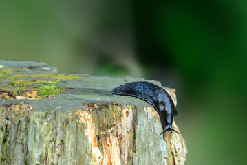 black slug (Arion ater) It is an invertebrate related to snails, the place where it should be attached to the shell is marked with a kind of circle or ellipse