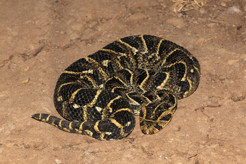 Puff Adder (Bitis arietans)