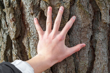 A hand touching the bark of an old tree in a coniferous forest
