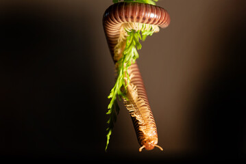 Cylindrical Millipede, a beautiful specimen of brown cylindrical millipede hanging from a green leaf, selective focus.