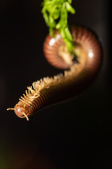 Cylindrical Millipede, a beautiful specimen of brown cylindrical millipede hanging from a green...