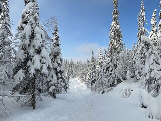 paysage hivernal au Québec