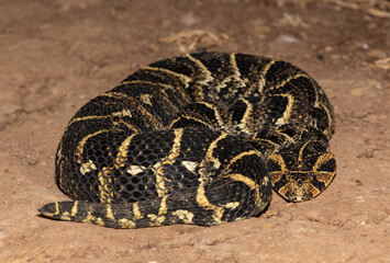 Puff Adder (Bitis arietans)