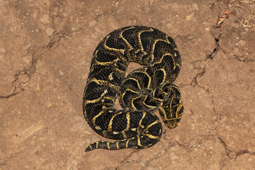 Puff Adder (Bitis arietans)