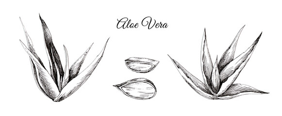 Aloe Vera. Graphic hand drawn illustration in engraving style