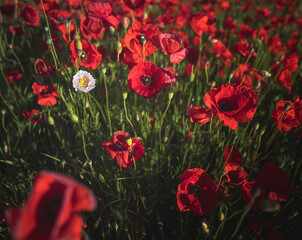 Wonderful poppy flowers in the field in spring