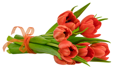 Bouquet of red tulips isolated on a transparent background