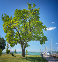 Morning photo of nice trees at lake Balaton