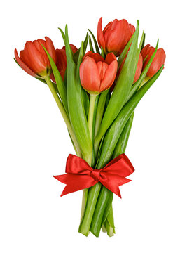 Bouquet of spring red tulips isolated on a transparent background