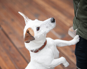 Jack Russell Terrier stands on its hind legs close-up. The dog in brown collar put its paw on the man's leg. Pet and owner top view photo © Tatiana