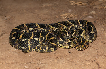 Puff Adder (Bitis arietans)