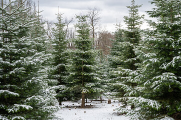 Christmas trees fir-trees pinetrees forest during winter with snow on a cloudy day landscape, background - Powered by Adobe