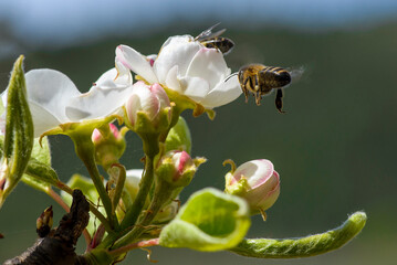 Bees looking for pollen or nectar among the first spring flowers