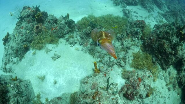 Marine Molluscs Swimming Over Giant Barrel Sponge In Tranquil Sea - Oranjestad, Sint Eustatius