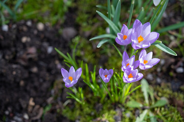 Purple crocuses blooming in spring