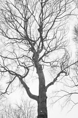 Fototapeta na wymiar Old trunk of beech tree in a winter forest