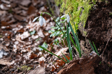 Snowdrops in the forest in the early spring. 
