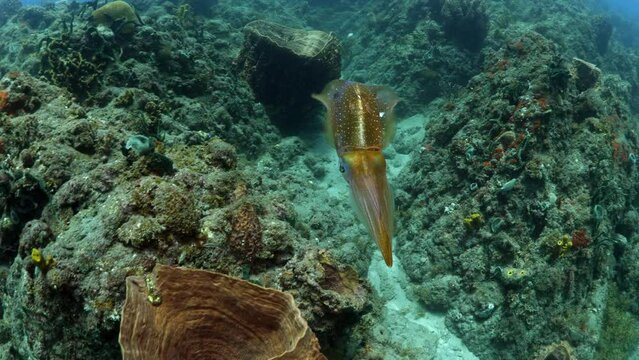 Marine Molluscs Swimming Amidst Giant Barrel Sponge In Tranquil Sea - Oranjestad, Sint Eustatius