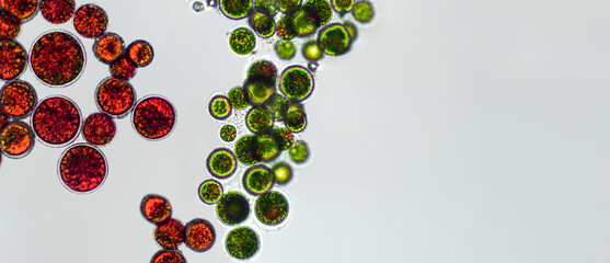 Haematococcus pluvialis green and cyst algae under microscopic view, empty space - haematocyst, active and resting cells, strong antioxidant astaxanthin - obrazy, fototapety, plakaty