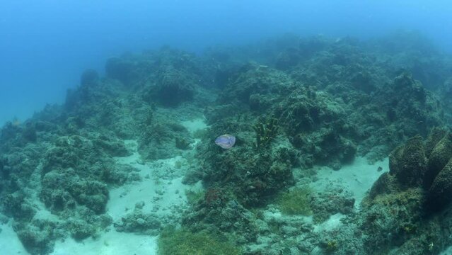 Marine Molluscs Swimming Over Plants On Rocks Undersea - Oranjestad, Sint Eustatius