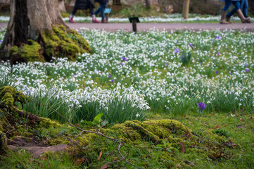 Carpet of snowdrops in the park in the early spring. Сommon snowdrop (Galanthus nivalis) flowers in natural background.