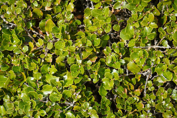 green leaves in the Nature