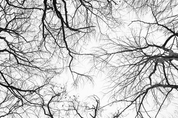 Looking up at trees in a cold season forest. - 576115205