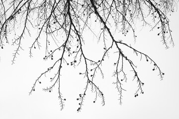 Tree branches with beech seeds on the background of the sky - 576115234