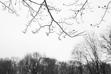 Tree branches with beech seeds on the background of the sky - 576115238