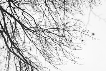 Tree branches with beech seeds on the background of the sky - 576115262