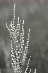Naklejka premium frost on grass
