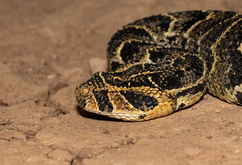 Puff Adder (Bitis arietans)