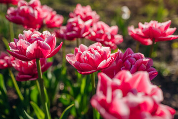 Close up of pink peony tulips with white edge growing in spring garden. Columbus variety. Flowers...