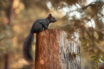 squirrel sitting on a cut tree captured in the slovenian alps