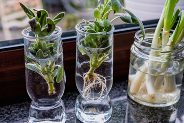 Growing plants on the window, propagating sage cuttings in water, formed roots, spring onion
