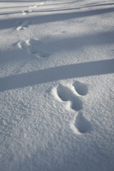 Hare footprints in the snow. - 576116892