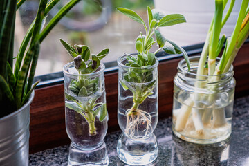 Growing plants on the window, propagating sage cuttings, formed roots in water, spring onion