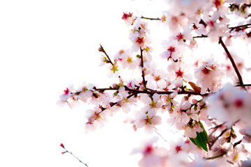 Prunus dulcis (amygdalus) almond blossom and bud pip