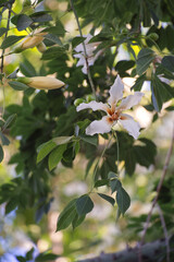 Flowers of Ceiba speciosa in botanical garden in Pasadena 