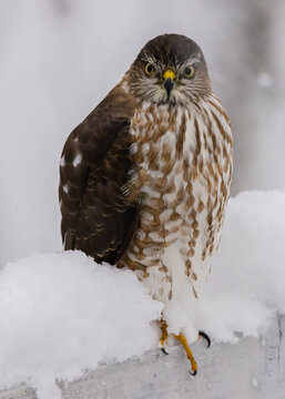 Juvenile sharp-shinned hawk in the snow frontal view