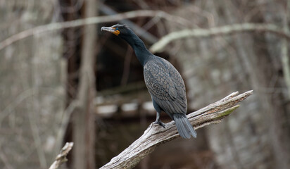 Cormorant on a branch