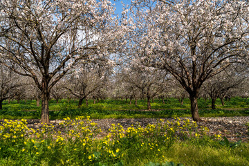 Fototapeta na wymiar An almond grove in the spring with a surface of Groundsel flowers