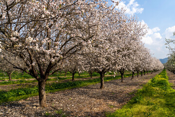 Fototapeta premium An almond grove in the spring with a surface of Groundsel flowers
