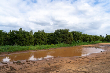 A puddle in orchards in Emek Hefer, Israel