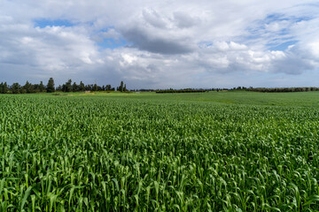 Fototapeta na wymiar A green wheat field in winter