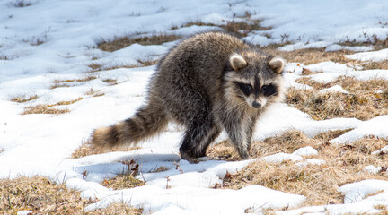 Raccoon in the snow